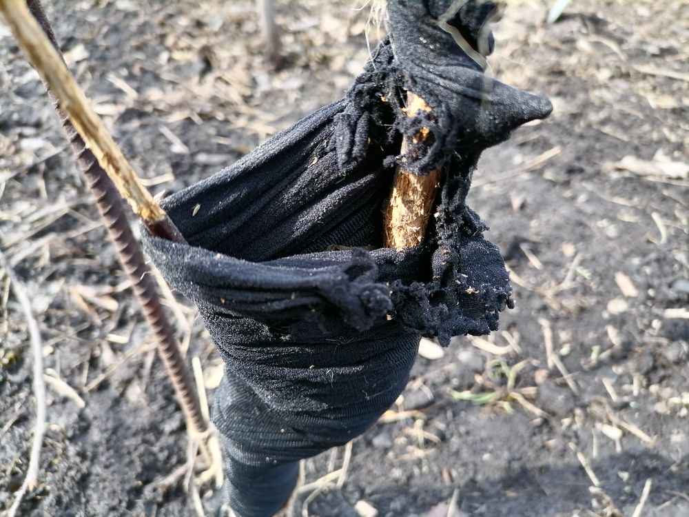 Эффективная защита растений от мышей в зимний период