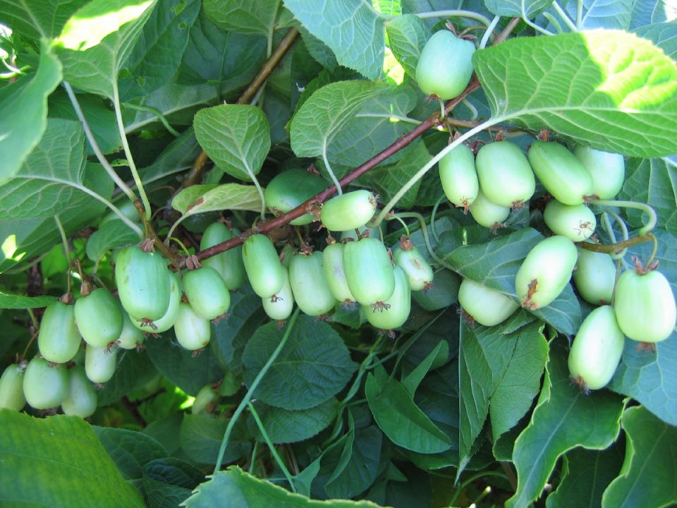 ���������: ���������� �����, ������� �������� ������� ����