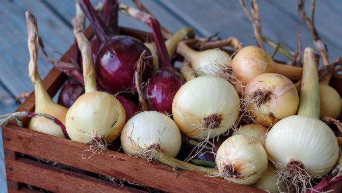 ������� �������� ������� ����