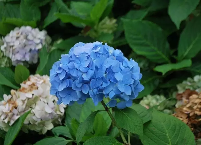 Почему желтеют листья гортензии?