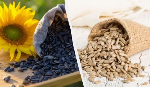 ������� �������������: ��� ������������� ������ � �������� ��������