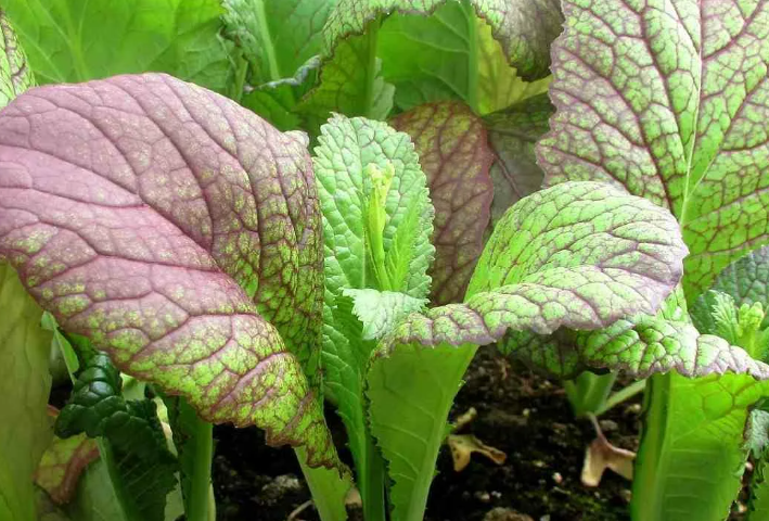 Как вырастить раннюю зелень с устойчивостью к заморозкам всего за две недели