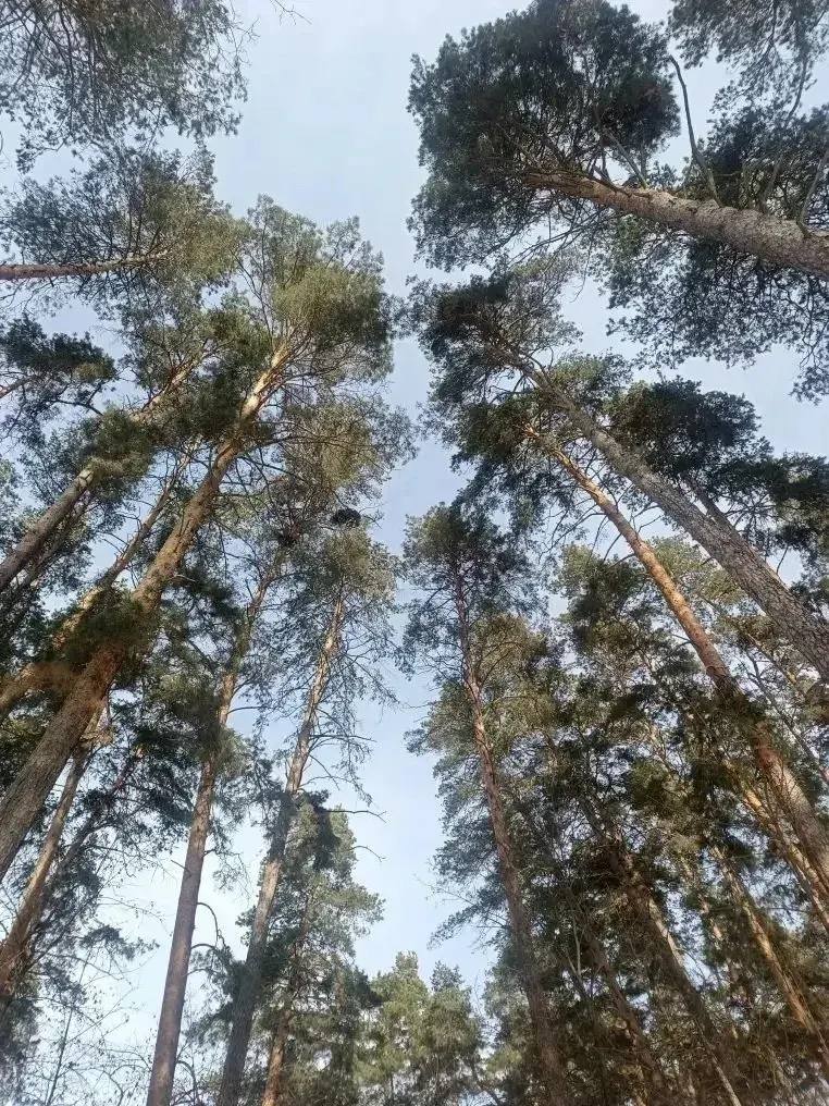 Кто следит за лесом изнутри? Камеры! Кто следит за лесом изнутри? Камеры!