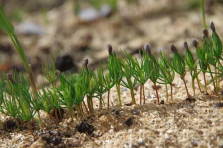 Как ускорить прорастание хвойных семян дома через стратификацию и уход