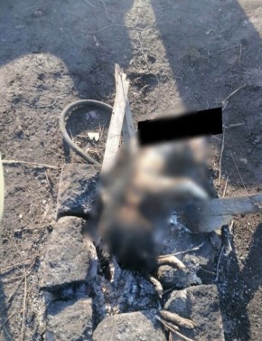 Обугленное тело собаки нашли в ЖК «Солнечный» в Тольятти