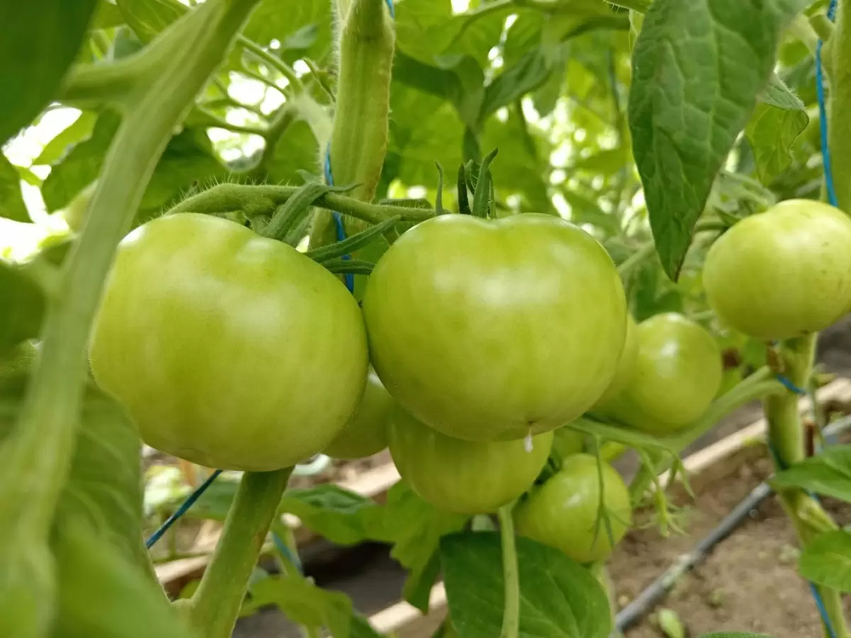 В борьбе с фитофторой: что нужно знать о защите зеленых помидоров