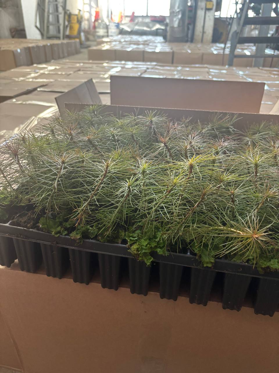 Сегодня приступили к посадке нового леса Сегодня приступили к посадке нового леса