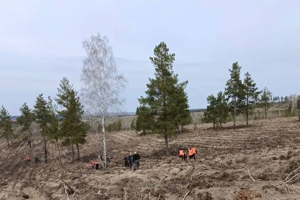 Сегодня приступили к посадке нового леса