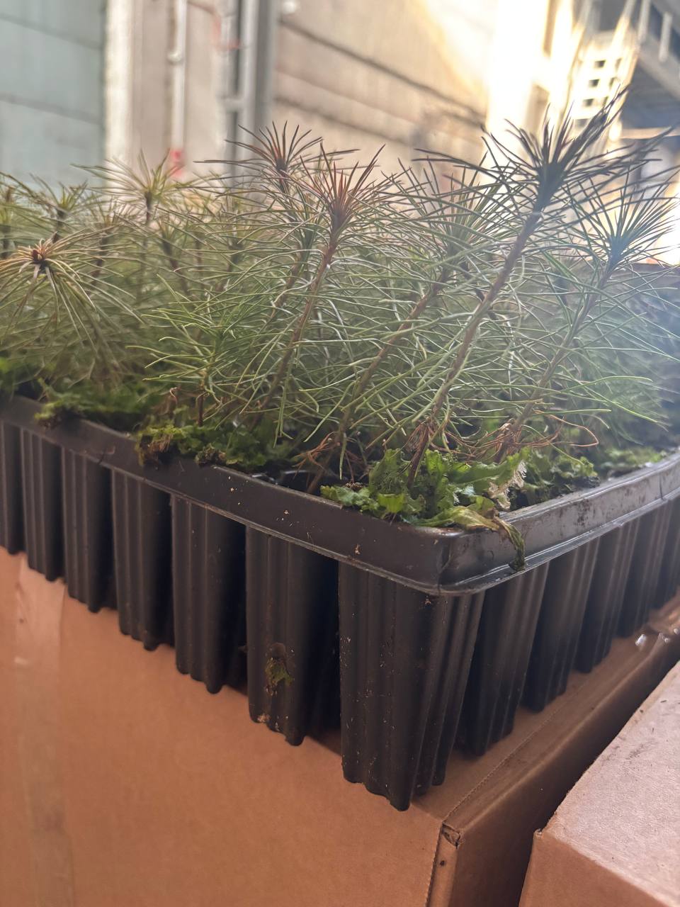 Сегодня приступили к посадке нового леса Сегодня приступили к посадке нового леса