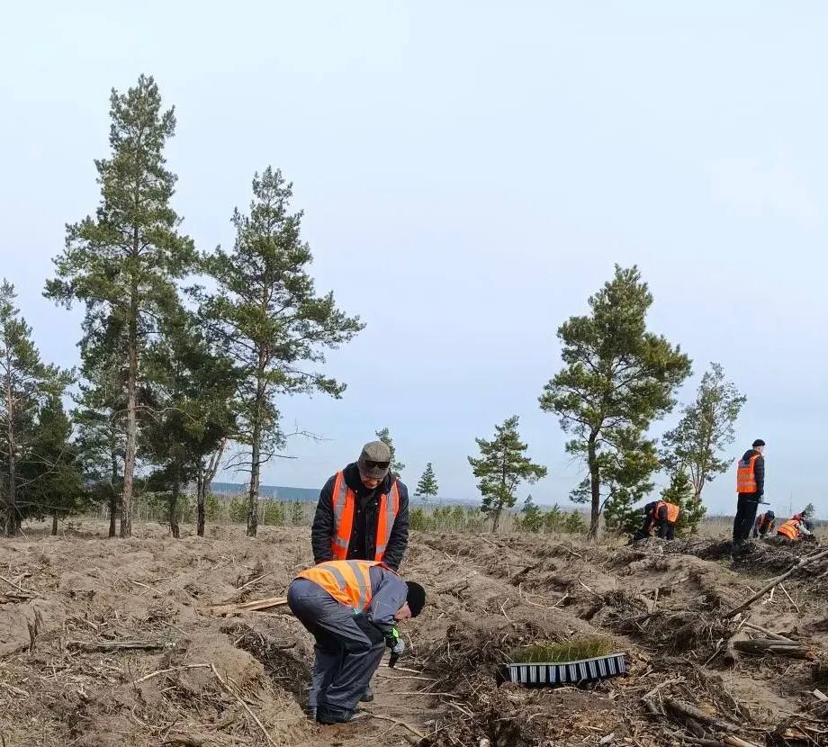 Сегодня приступили к посадке нового леса Сегодня приступили к посадке нового леса
