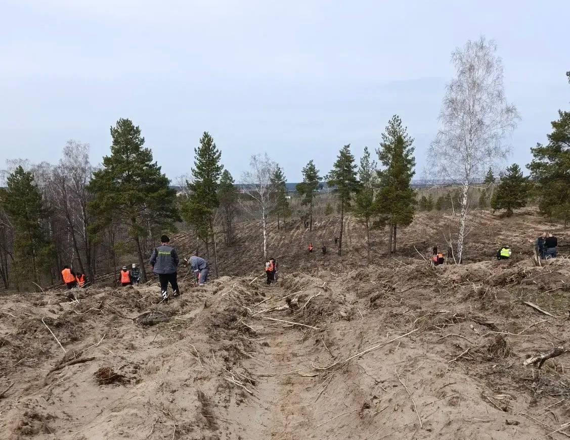 Сегодня приступили к посадке нового леса Сегодня приступили к посадке нового леса