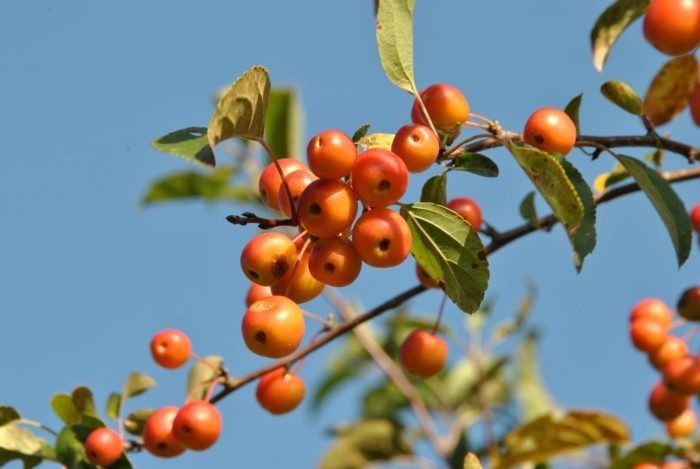 ������ ���������� ��������: ������� ������ ��� ������ ����