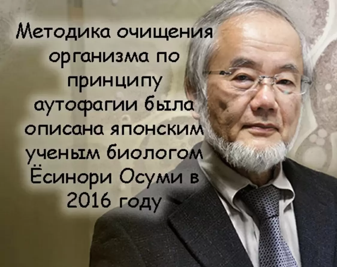 Аутофагия: что стоит за нашей внутренней очисткой