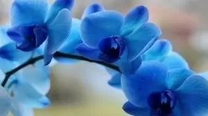 Как появляются синие орхидеи и почему они теряют цвет?