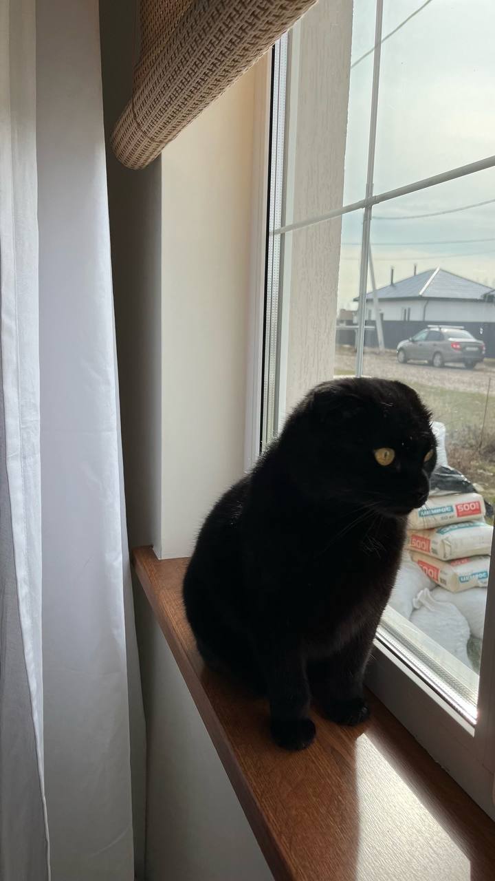 Из окопа - в мирную жизнь, или Как кот Уголек получил тольяттинскую прописку Из окопа - в мирную жизнь, или Как кот Уголек получил тольяттинскую прописку