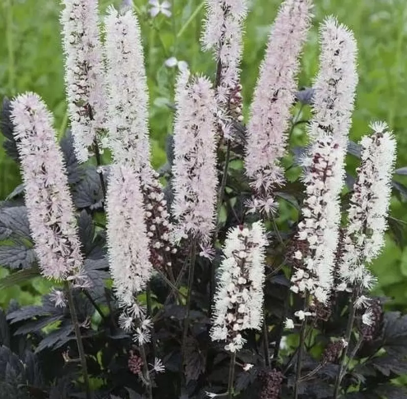 Клопогон: изысканный штрих тенистого сада