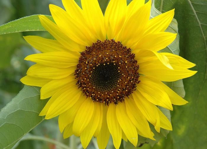 ����� ��������� ����������� �����������