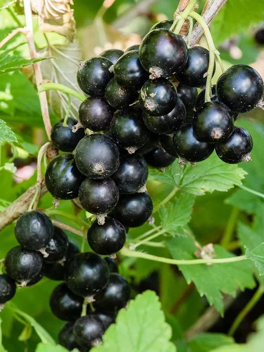 ���������: ��� ����� ��� ���������� ������ � ������������� �����