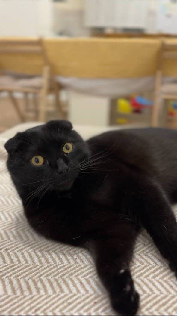 Из окопа - в мирную жизнь, или Как кот Уголек получил тольяттинскую прописку Из окопа - в мирную жизнь, или Как кот Уголек получил тольяттинскую прописку