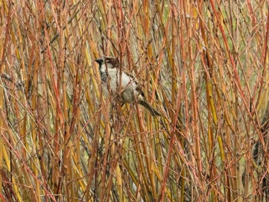 ������ ����, ��������!. �� ��������� 9 ������