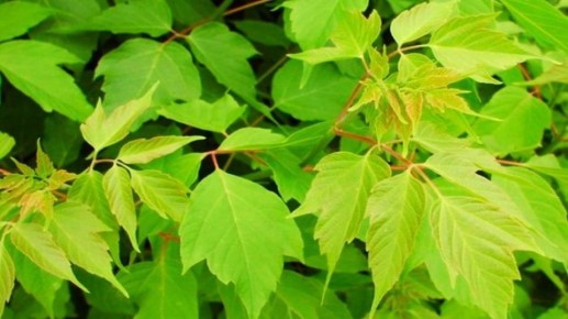 Почему неприхотливые растения могут стать настоящими головными болями для садоводов