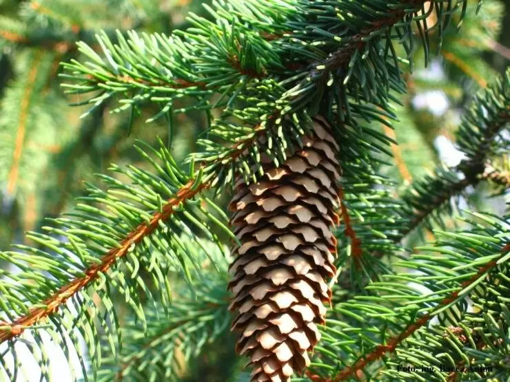 Ель или пихта: как выбрать идеальное хвойное дерево для вашего сада