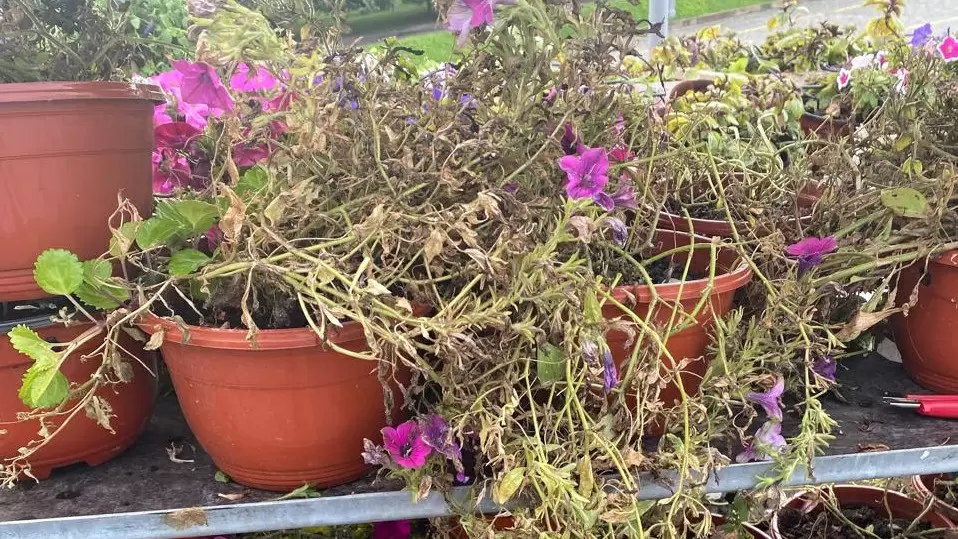 Разочарование неприхотливыми цветами: что выбрать для сада, чтобы избежать ошибок