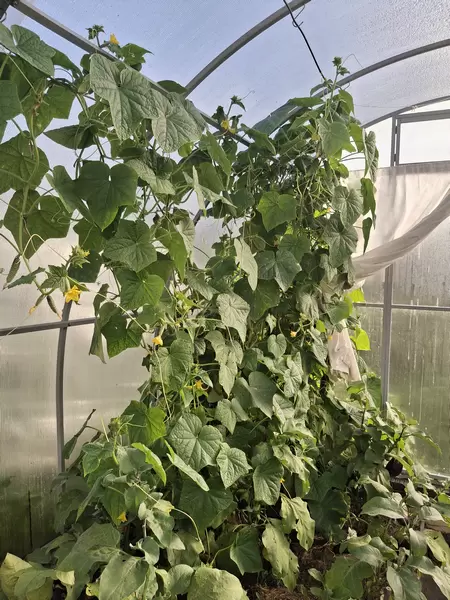 Как правильно поливать огурцы: советы для успешного урожая