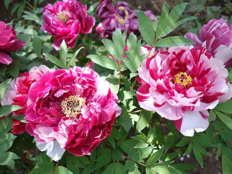 ��� ��������� ��������� �� ������� ������: ������ ��������������