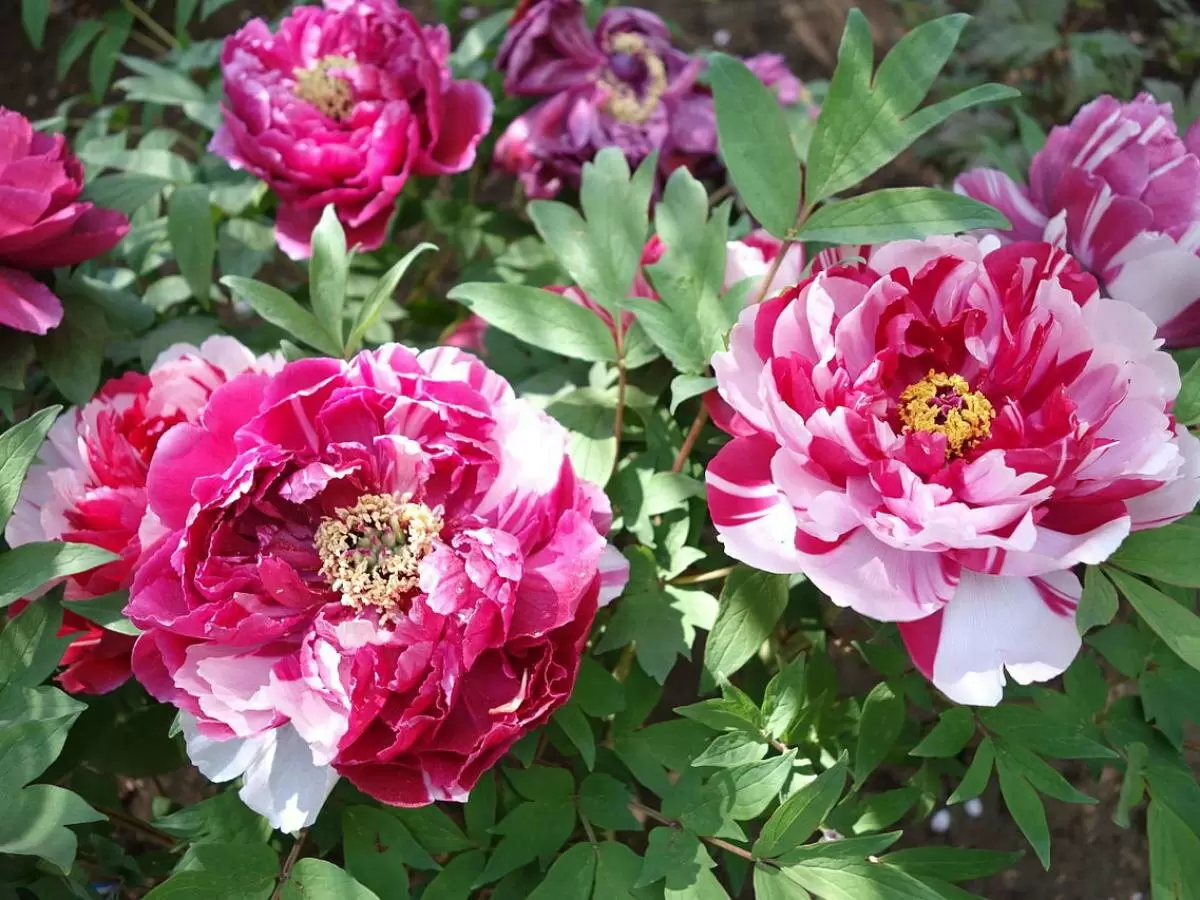 Как правильно ухаживать за пионами весной: советы профессионалов