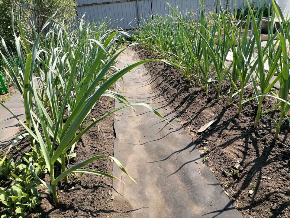 ��� ������� ��������� ������ ������: ������� � ������ ���������