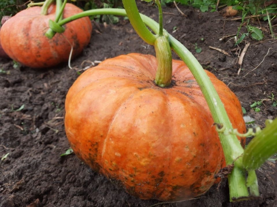 ��� ��������� ������� � ������� �����: ����������� ������ ��� ���������