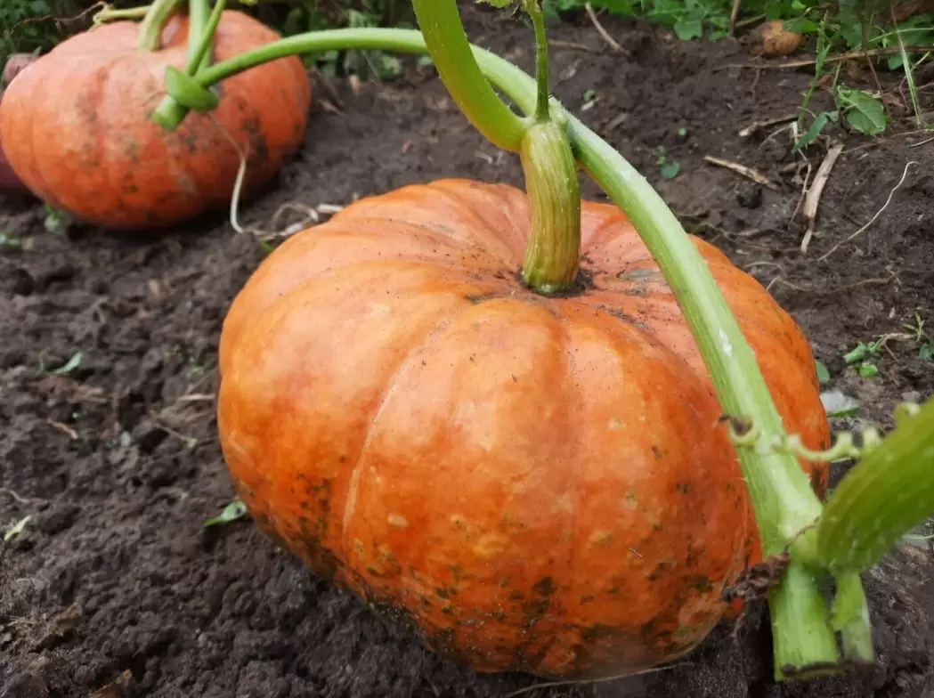 Как вырастить сладкую и крупную тыкву: эффективные советы для садоводов