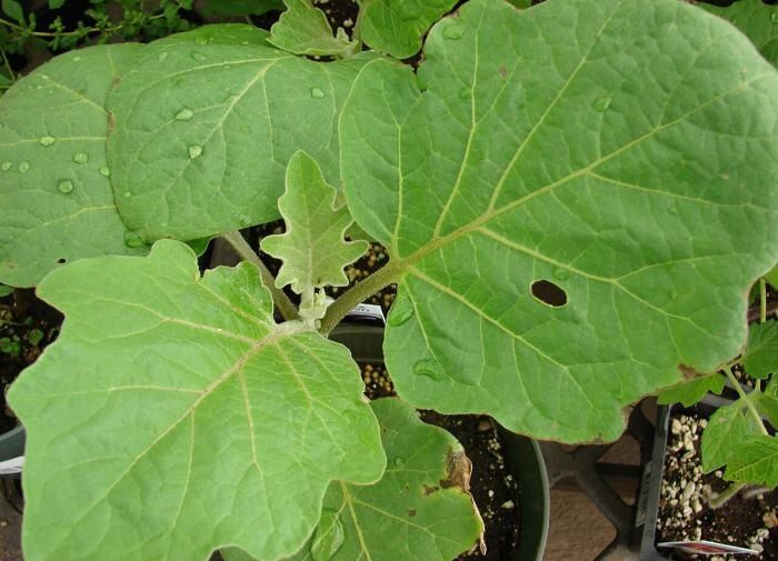 ��� �������� ����������� �� ���������� � �������� ������� ������?