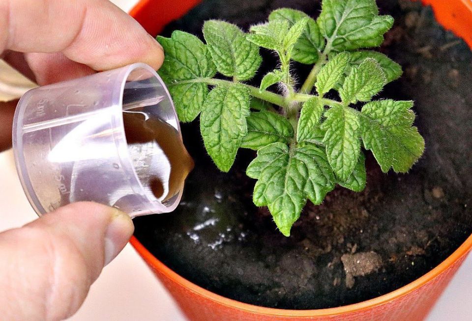 ��� ������� �������� �������� �������: ������������ ���������� �� 10 ������