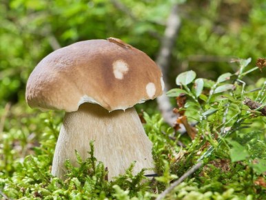 ��� ������� ��������� ������� ��� ������ �� ����: ������ �� ���������