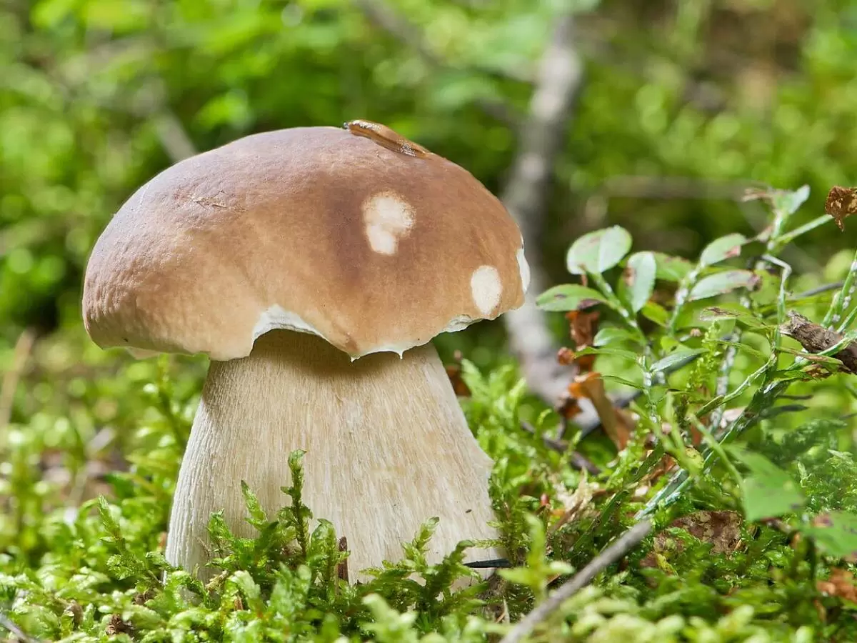 Как создать идеальные условия для грибов на даче: советы от экспертов