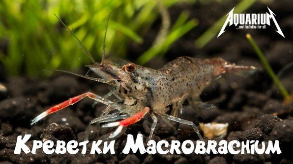 �������� ������������: �����������, ���������� � ������������� � ���������