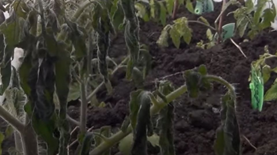 ��� ������ ������� ����� �������� ����������