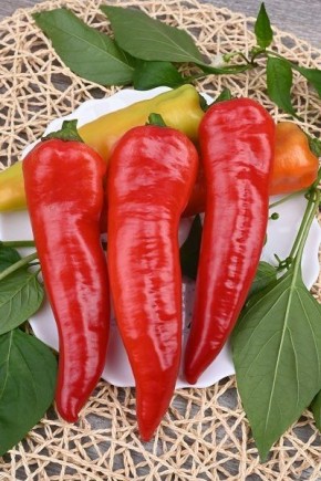 Перец пизанская башня: секреты успешного выращивания крупноплодного сорта