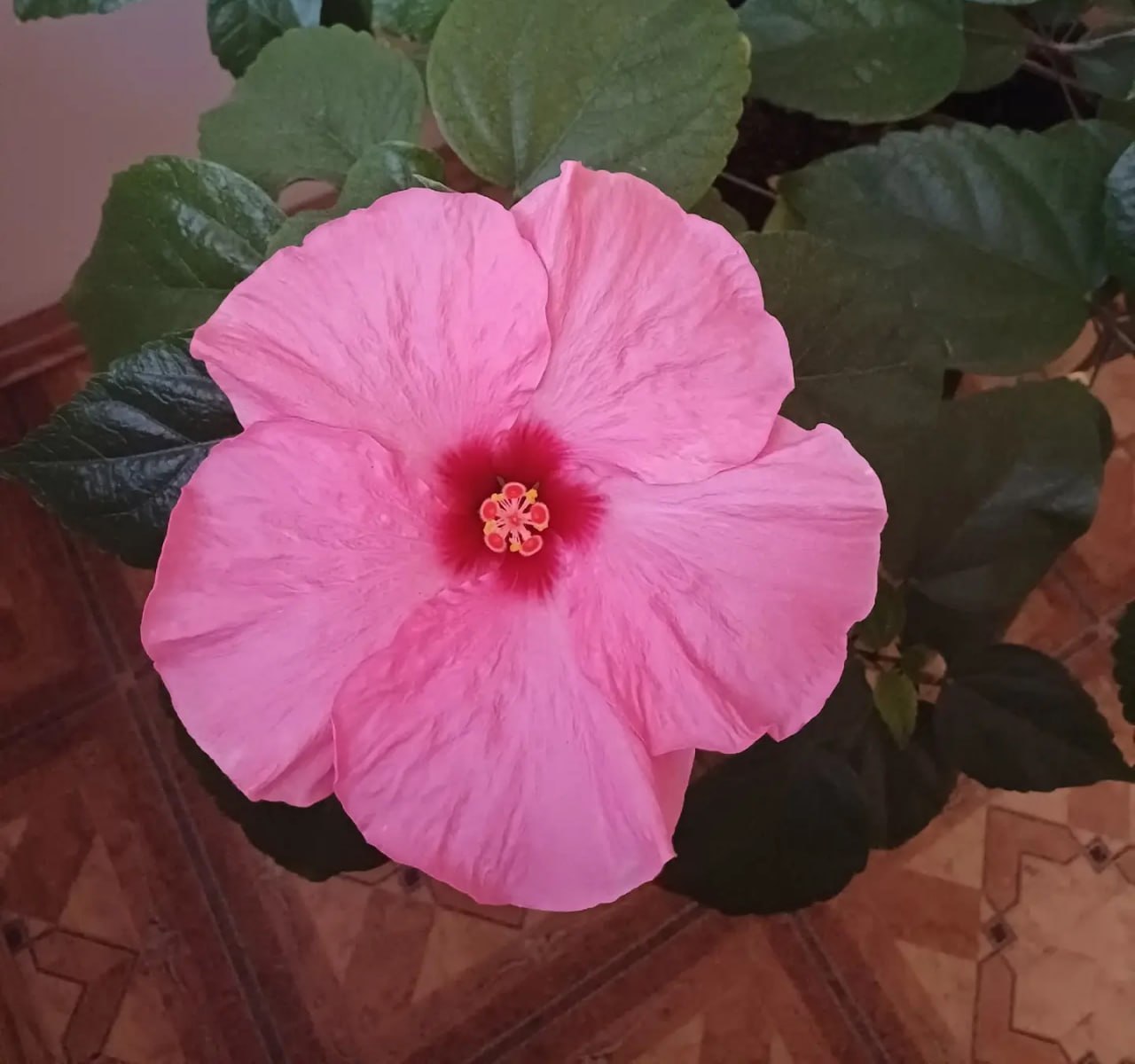 Сезон чайных роз открыт. Внимание, ценители всего цветочного и прекрасного!