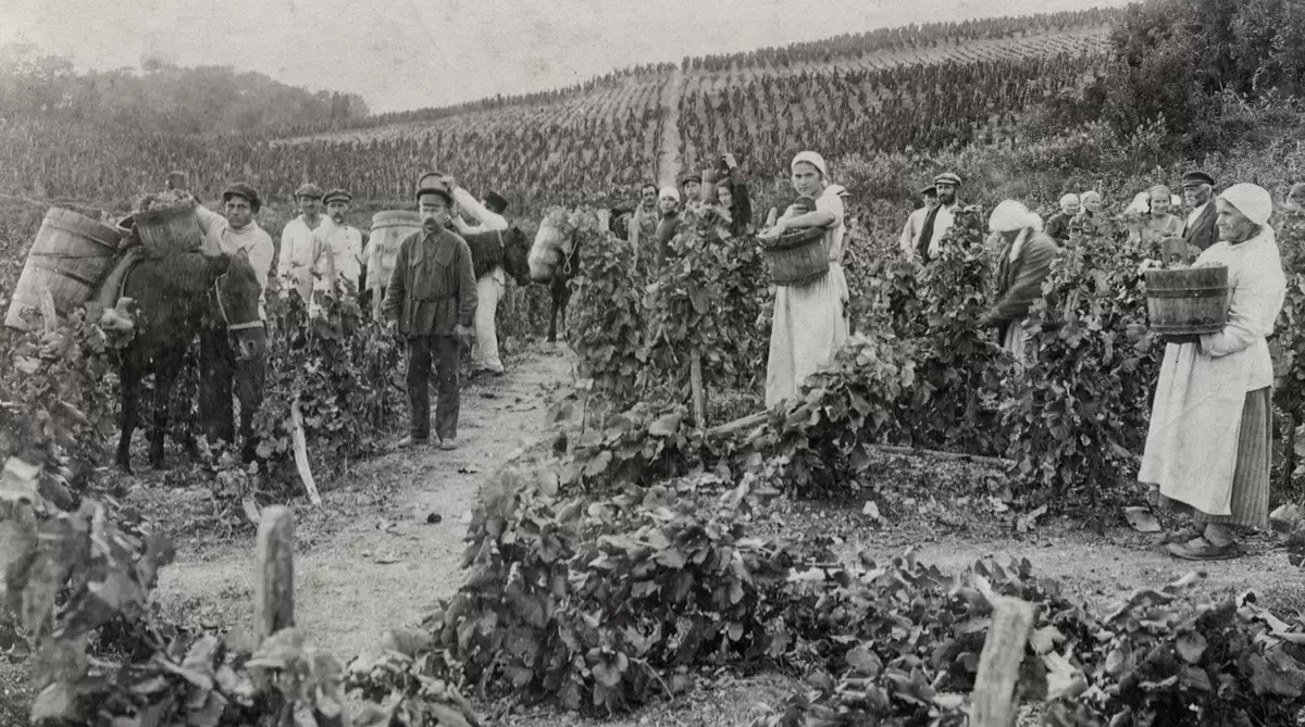 Как вино «Граф Воронцов» возрождает винодельческие традиции Дагестана