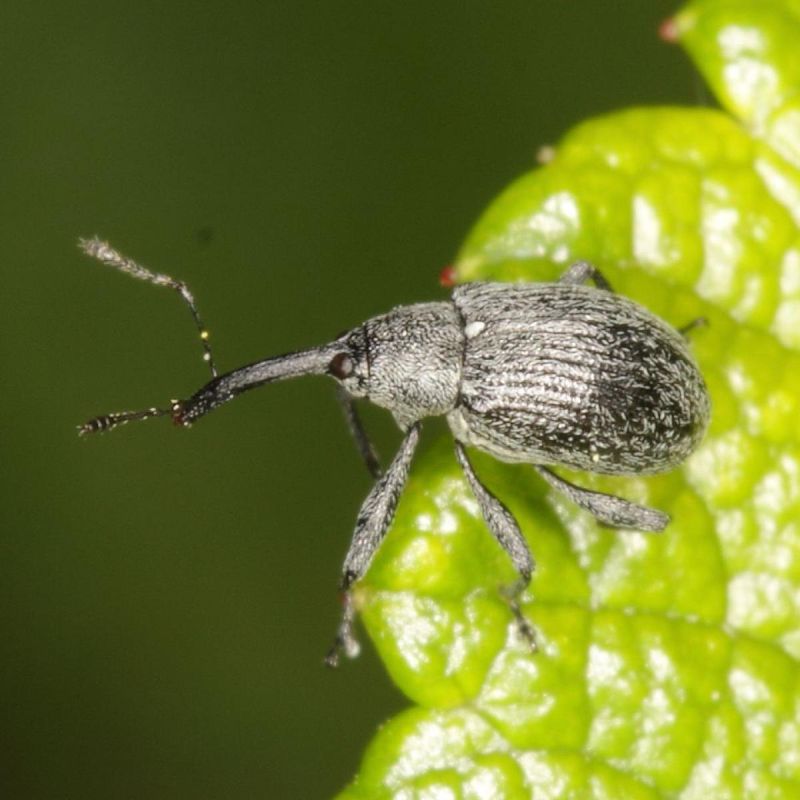 ��� ������ �������� �� �����������: ������� ������ ������ ������