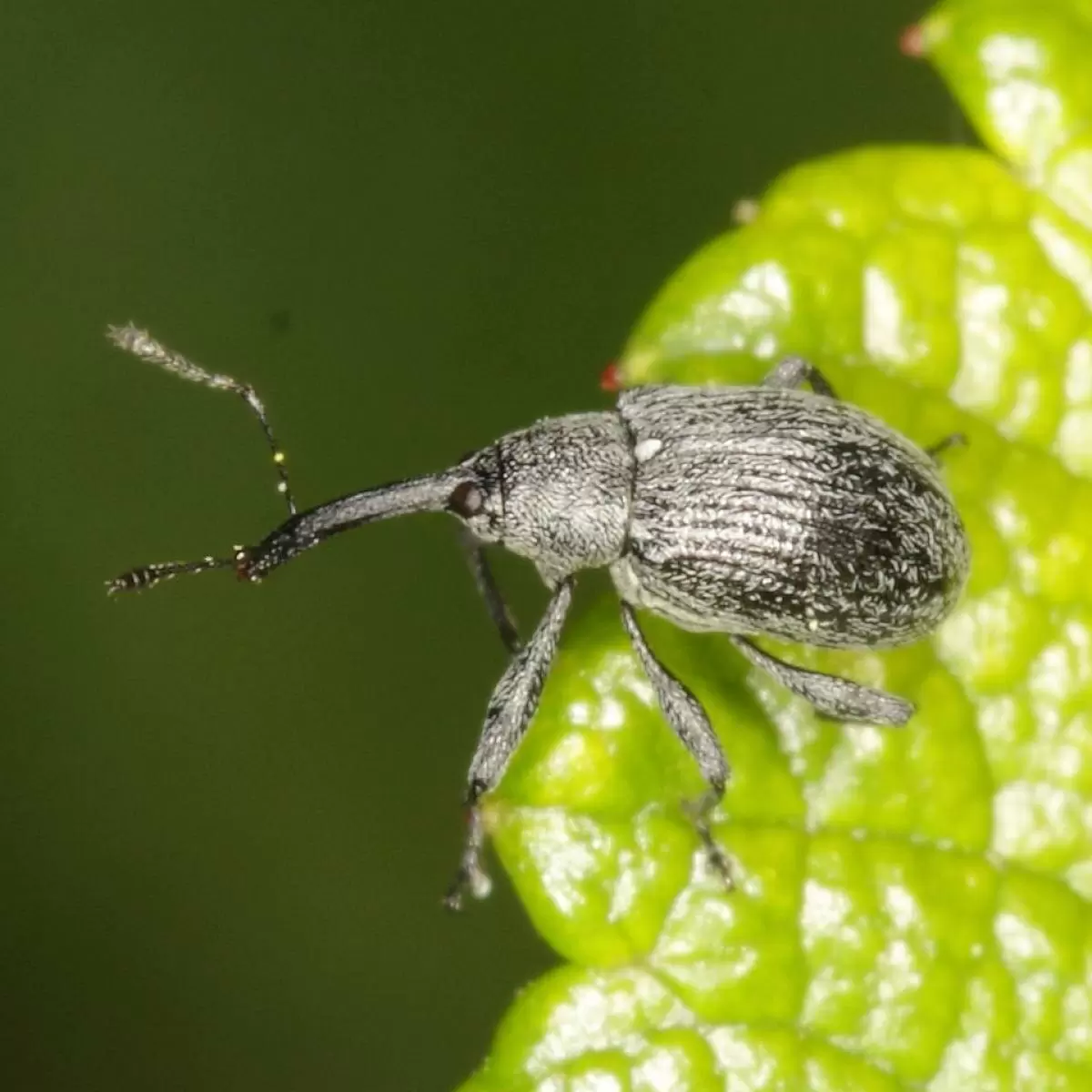 Как спасти клубнику от долгоносика: простые методы защиты урожая