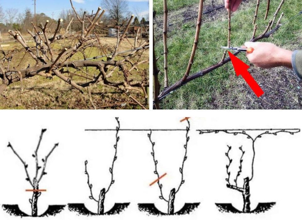 ��� ��������� ����������� �������� � ����: ������� �������� ������� � �������