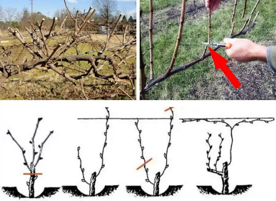 Как правильно подготовить виноград к зиме: секреты успешной обрезки и укрытия
