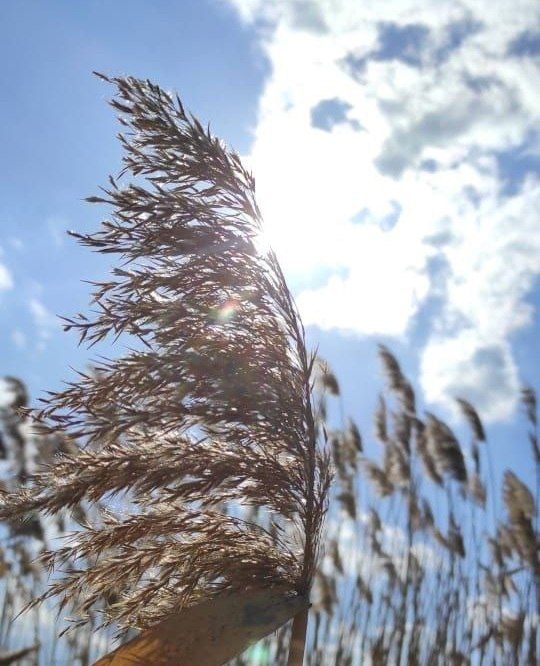 � ����������� �������� �����