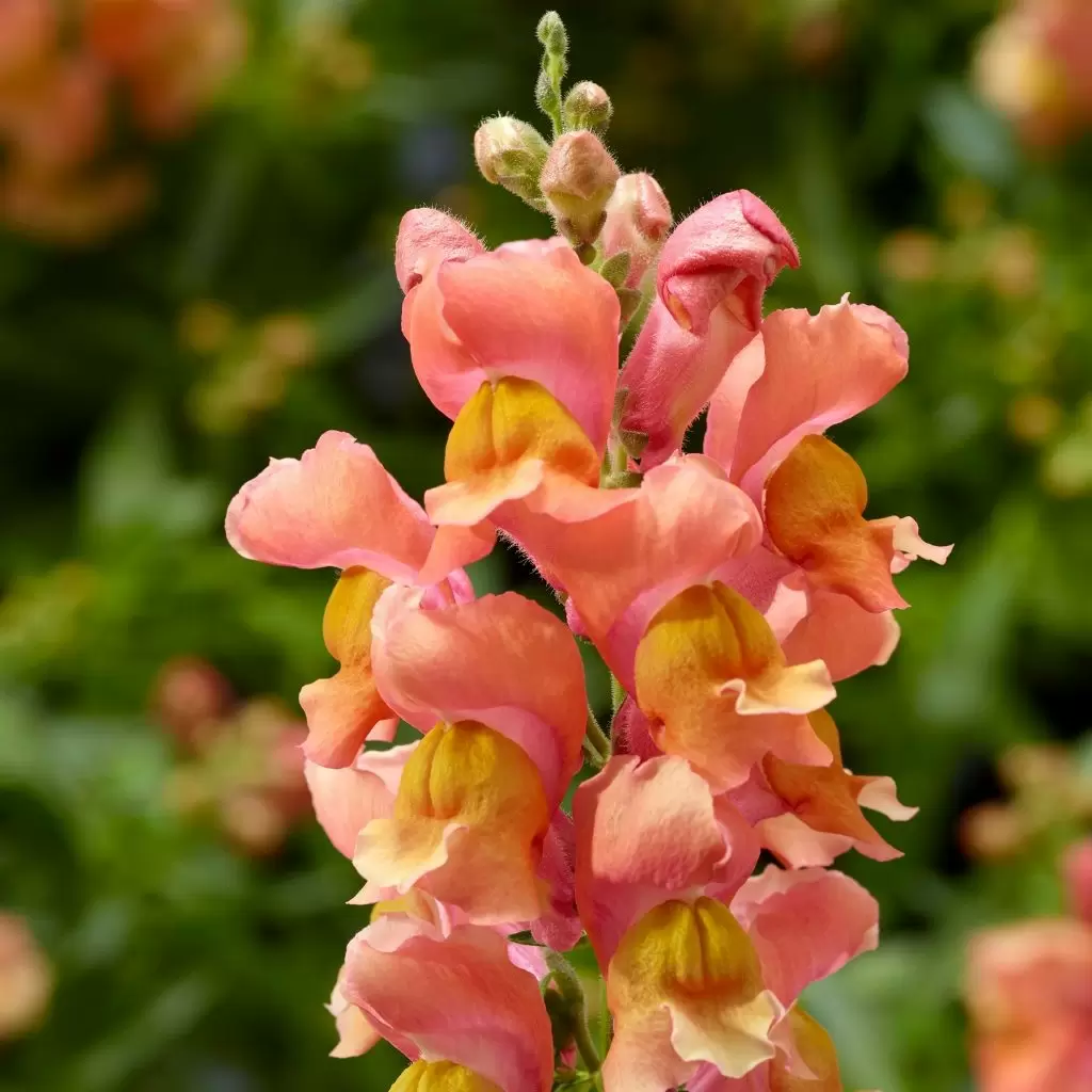 Львиный зев: ваш новый дизайнер любимец в саду и доме