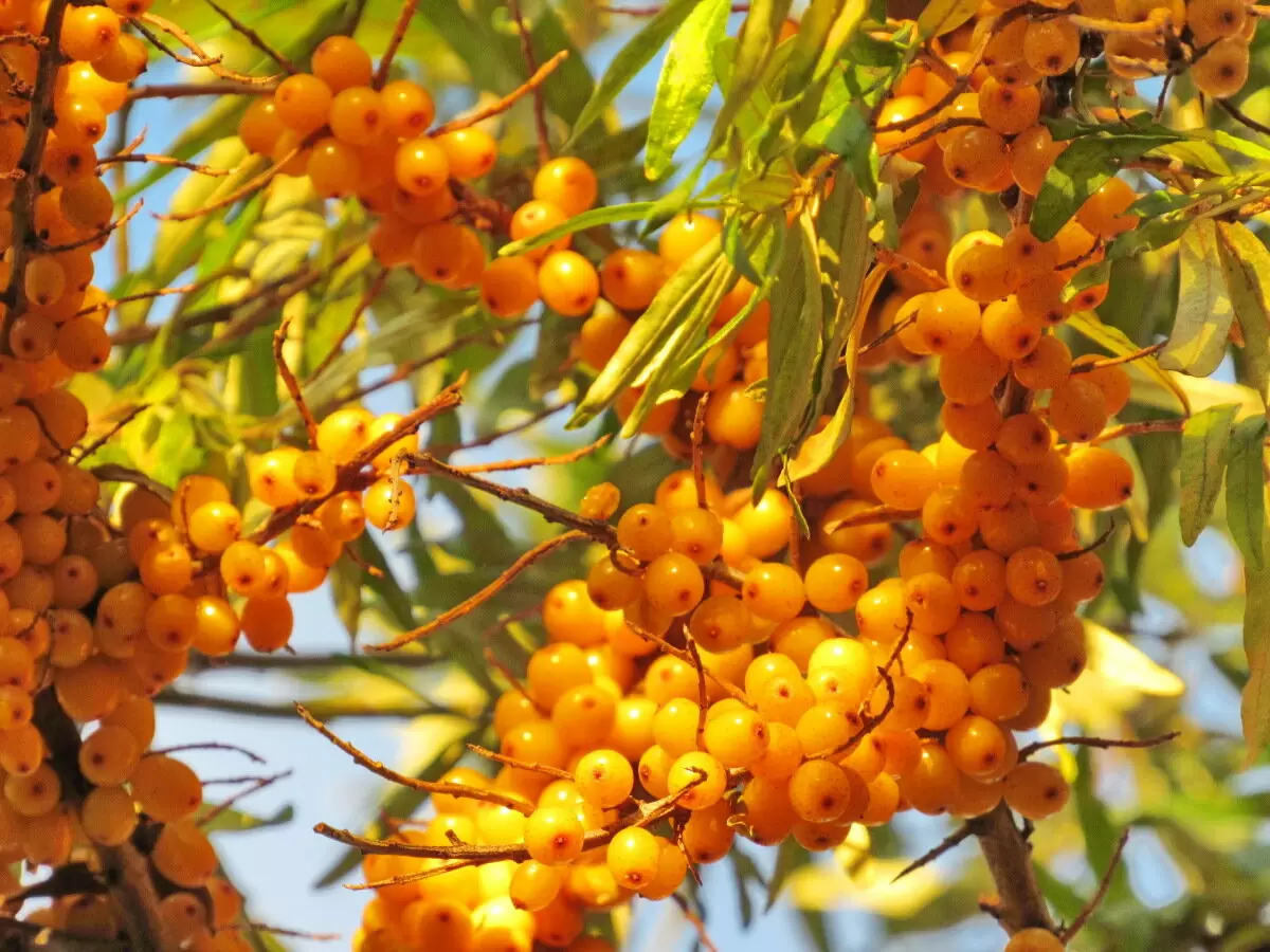 Секреты успешной посадки облепихи: когда и как это сделать