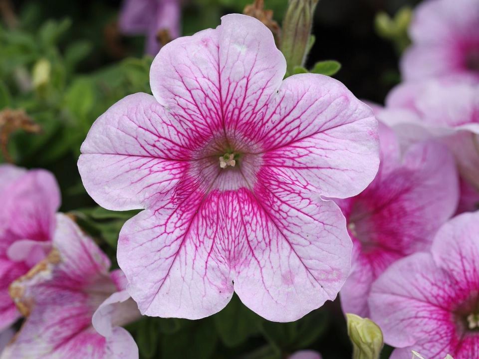 ������� �������� ������� ��� ������� ��������